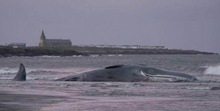Фото: OWEN HUMPHREYS/PA