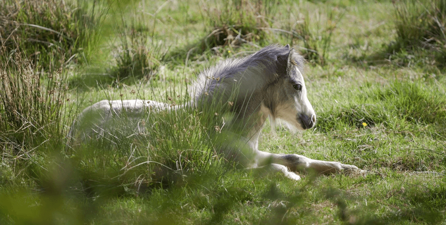 Жеребенок пони, пони, упал с обрыва, столкнули с обрыва, хотели сделать селфи, наглые туристы, подтолкнули к обрыву, встал на ноги,