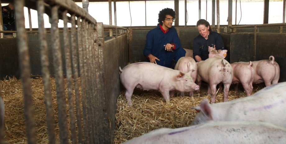 Свиньи на ферме