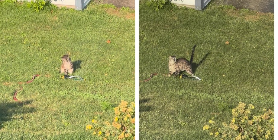 Действия пушистого рассмешили пользователей сети "Не планирует сдаваться": женщина узнала, что делает ее кот в соседском дворе