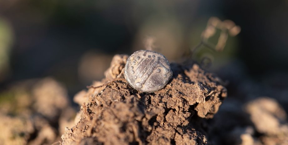 Сотни кельтских монет и ювелирных изделий нашли во время раскопок
