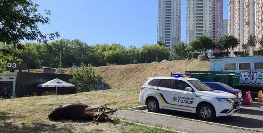 Фото: facebook.com/dtp.kiev.ua