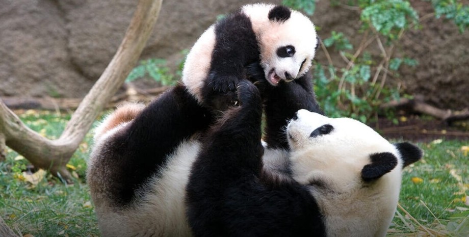 Китай, животные, панды,