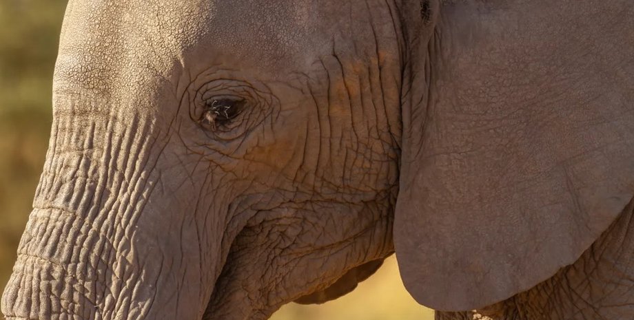 слоны, слоны инфразвуки, слоны общение