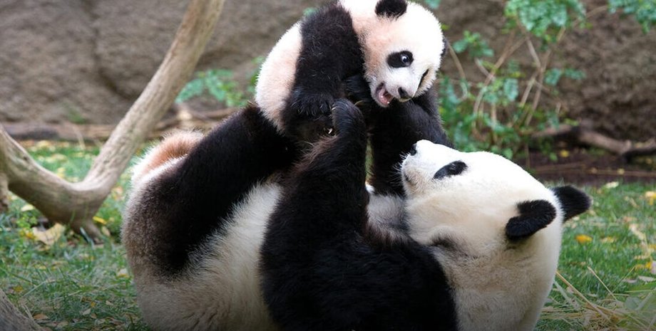 Китай, животные, панды,