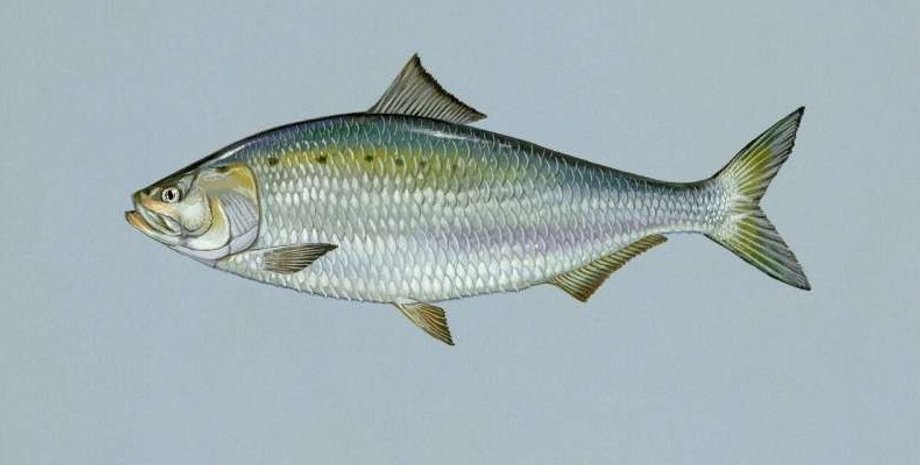 шэд, рыба шэд