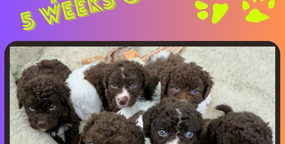 В помете три девочки и пять мальчиков