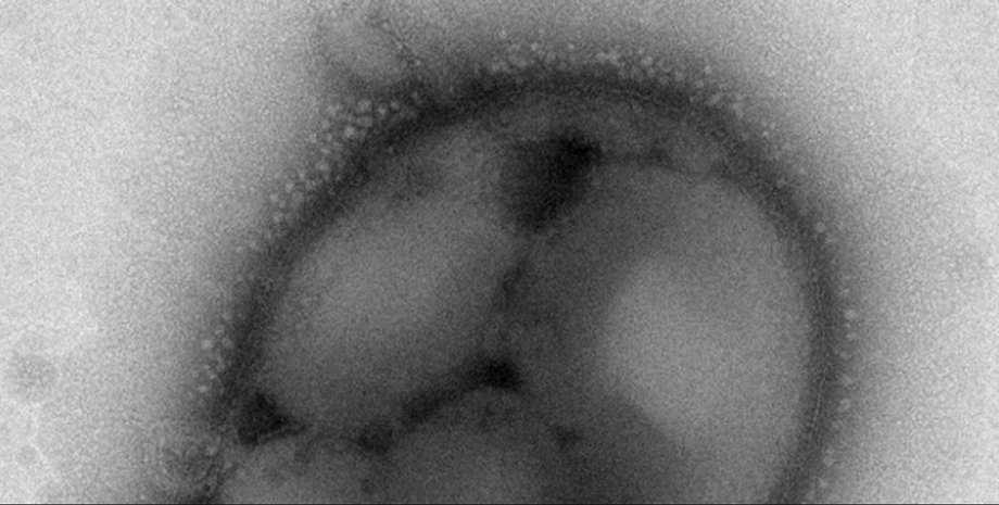 бактерия, клетка