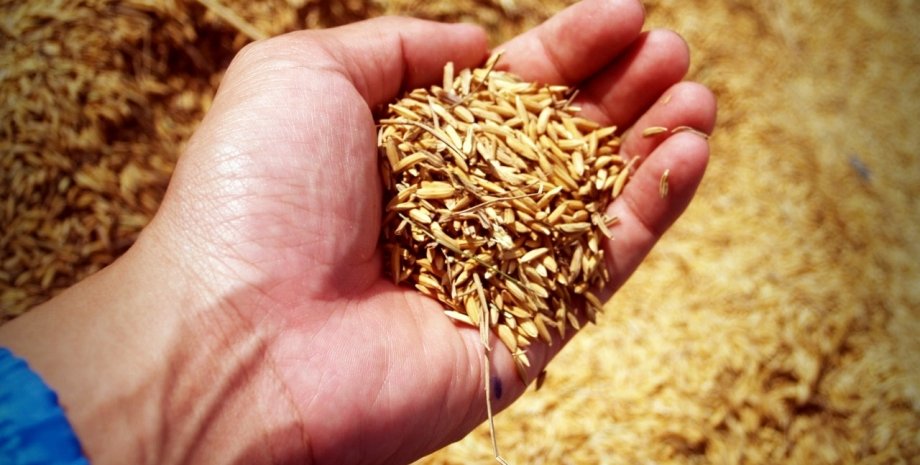 урожай пшениці, продовольча криза, посівна в Україні, експорт зерна, пшениця, урожай, сільське господарство, аграрний сектор, ціни на хліб