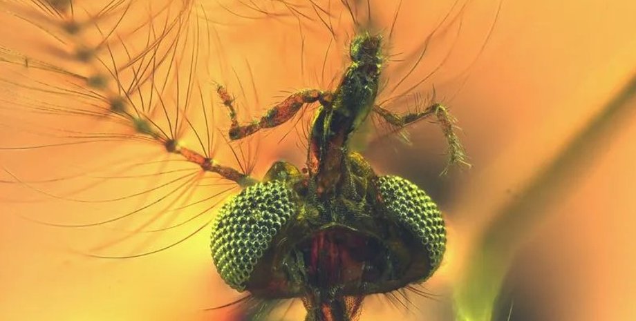 комар, комар у бурштині, скам'янілість комара