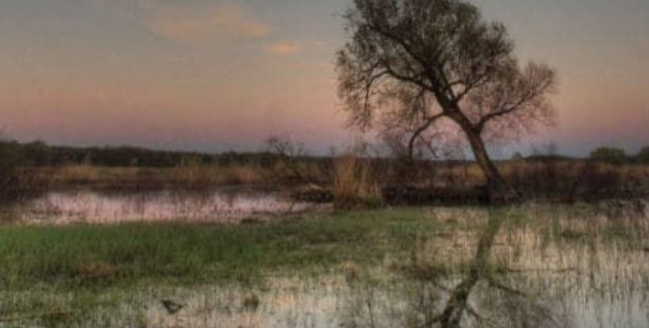 Ровенская область, заповедник, Пуща Радзивилла, Кабмин, парк