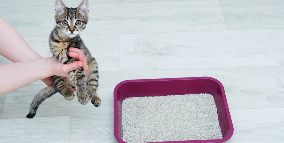 коты, запах мочи