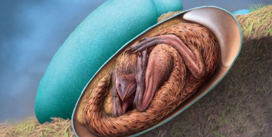 эмбрион динозавра, Бирмингемский университет, окаменелости