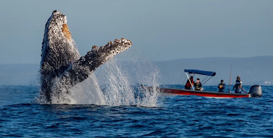 горбатый кит в океане