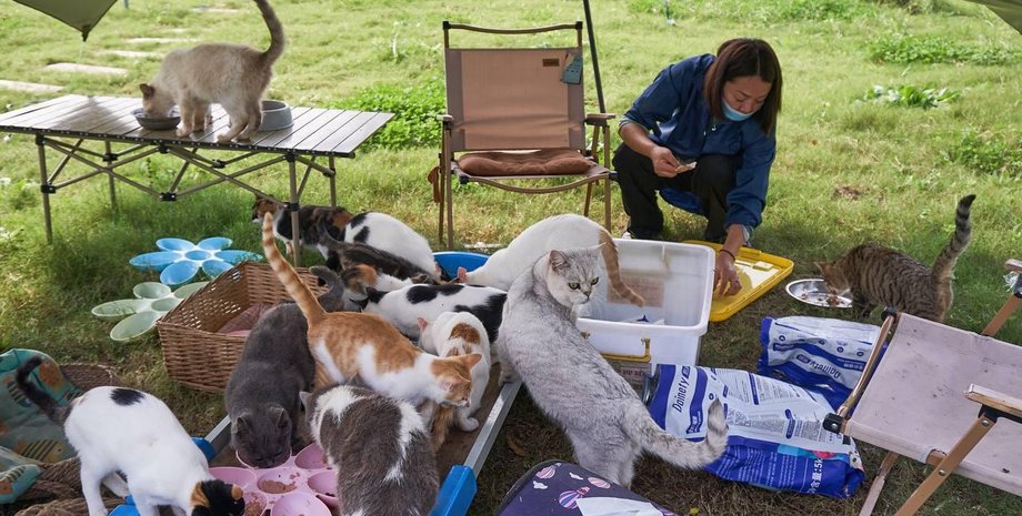 Китай, коты, спасли котов, забой котов