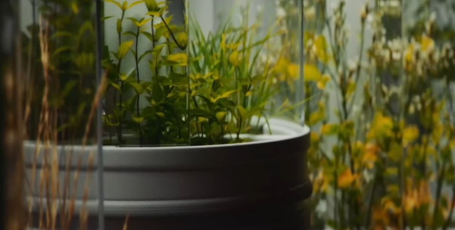 чай, луна, лунные реголит, чайный куст