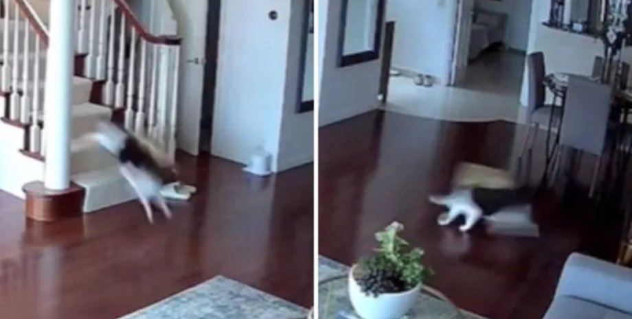 Камера спостереження за будинком, кішка, камера відеоспостереження, прихована камера, кішки самі вдома, господиня у відпустці, вірусний ролик