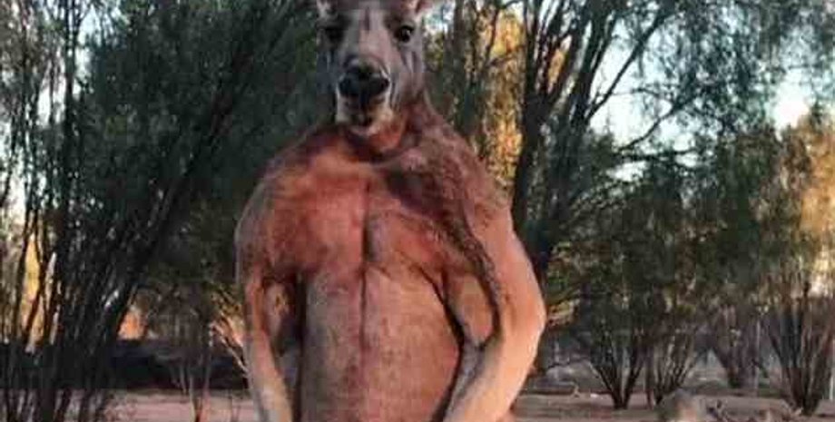 Монти / Фото: Instagram / The Kangaroo Sanctuary