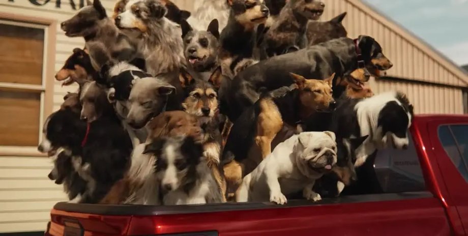 собаки в авто