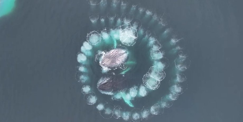 спираль фибоначче, пузырьковые сети, кормление китов