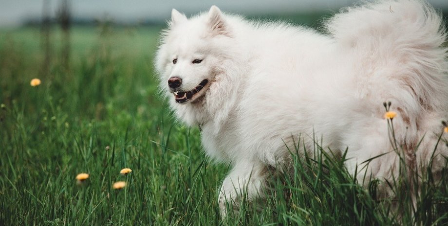 собака, трава, фото