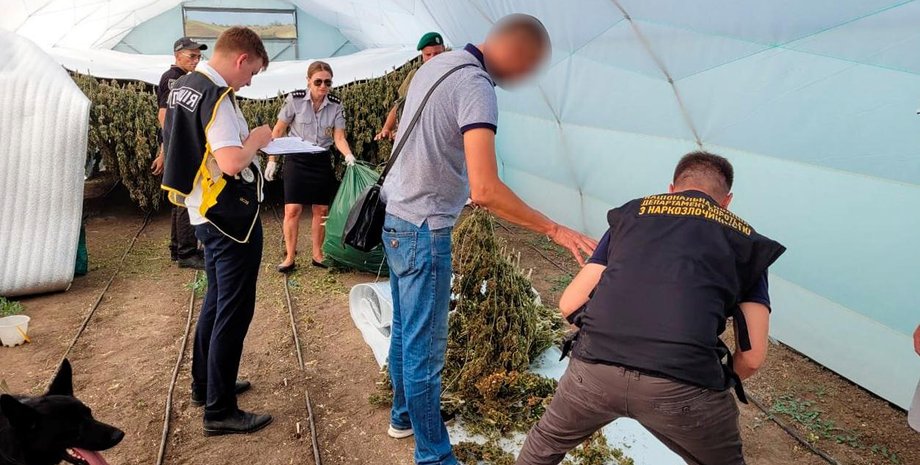 конопля, парник, каталино