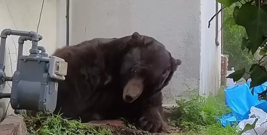 Ведмідь заселився у підвал Ведмідь Кен Джонсон