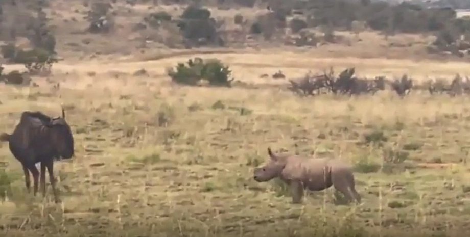 носоріг, антилопа гну, дитинча носорога, тварини