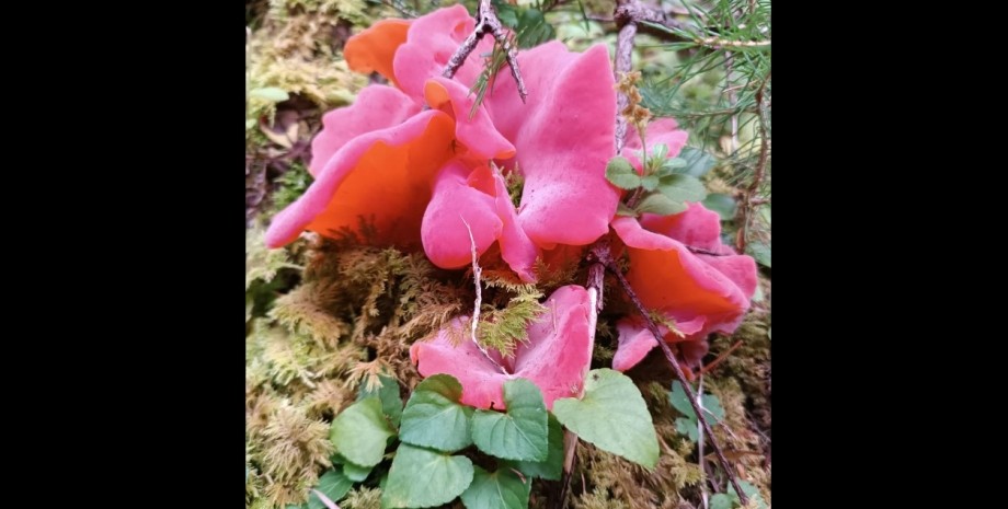 вешенка розовая вешенка розовая фото