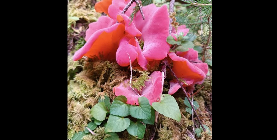 вешенка розовая фото