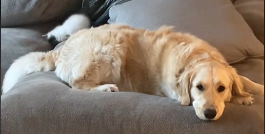 Золотистый ретривер впервые замечает маленького котенка, которого хозяин только принес домой