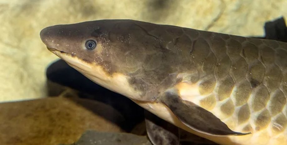 рыбы, двуякодышащие рыбы