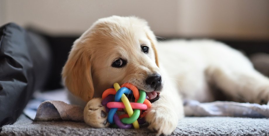 собака, диван, іграшка, фото