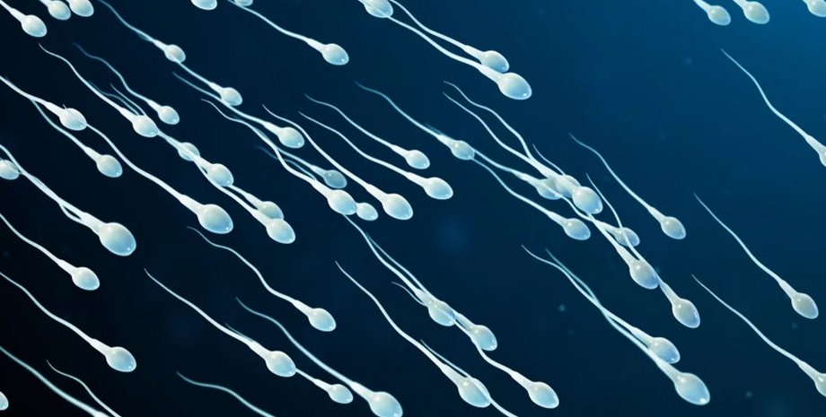 сперматозоид, гонки сша, соревнования