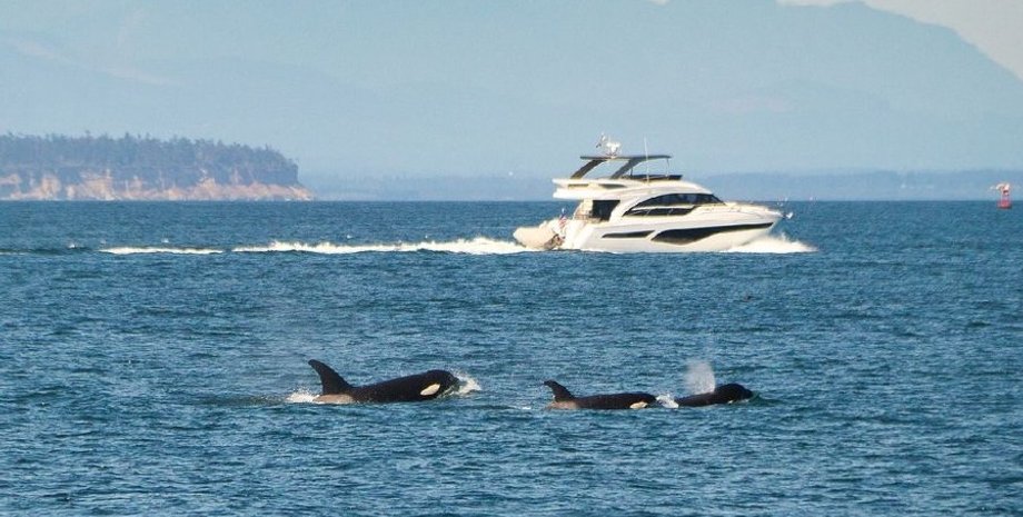 косатки, нападение косаток, нападение косаток на лодки