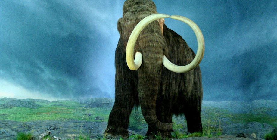 мамонт, бивни мамонта