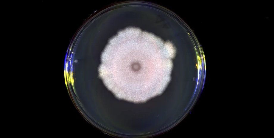 еволюція вірусів