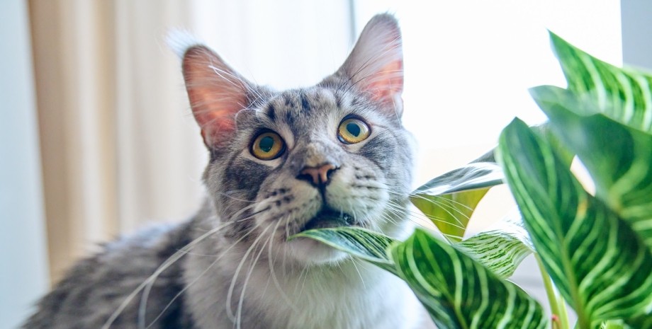 домашні рослини домашні рослини, коти, собаки
