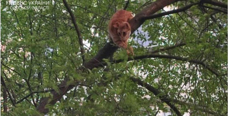 гсчс, кот, рыжий кот, кот застрял на дереве, в одессе спасли кота и хозяйку, женщина застряла на дереве, в одессе спасли кота, гсчс сняли кота с дерева