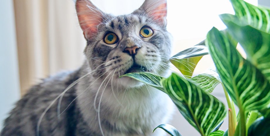 кот, растение, цветок, мейн кун