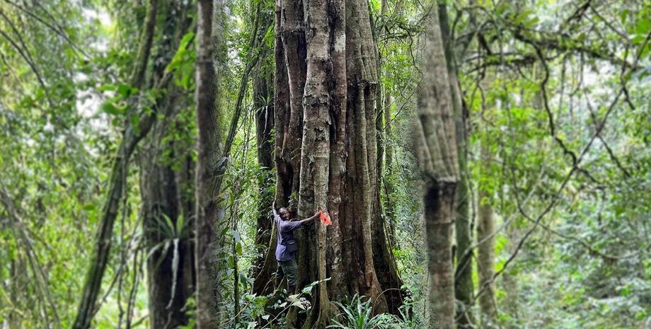 дерево, гигантское дерево, огромное дерево