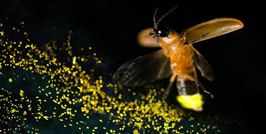 светлячок, световой орган жука