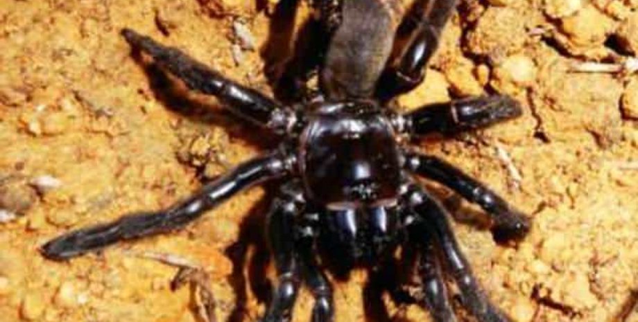 Фото: Curtin University