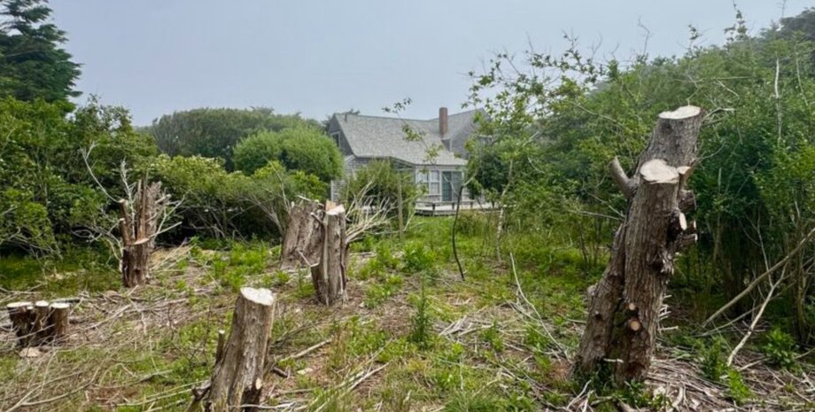 Порожня ділянка з пнями та залишками зрубаних дерев після незаконної вирубки сусідами