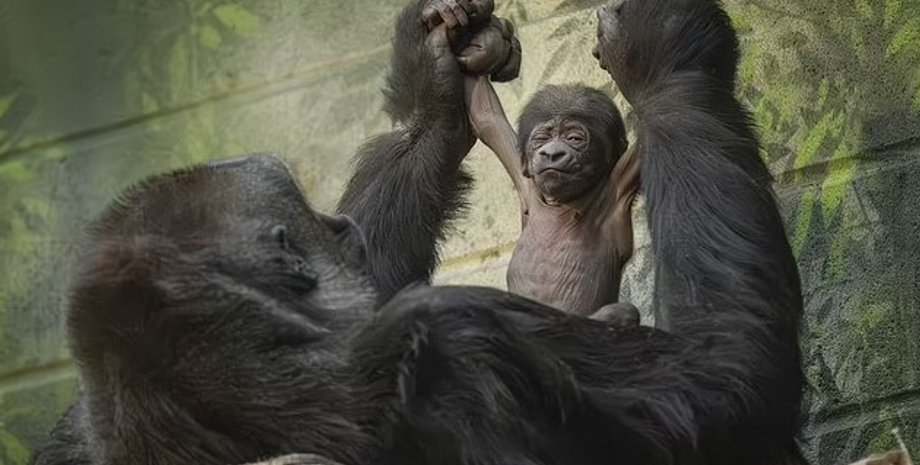 западная равнинная горилла, западная равнинная горилла детеныш