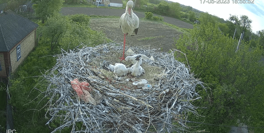 Аист, Полтавская область, фото