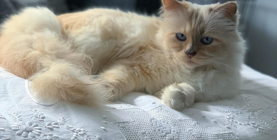 Шупетт, кошка Карла Лагерфельда, Met Gala 2023