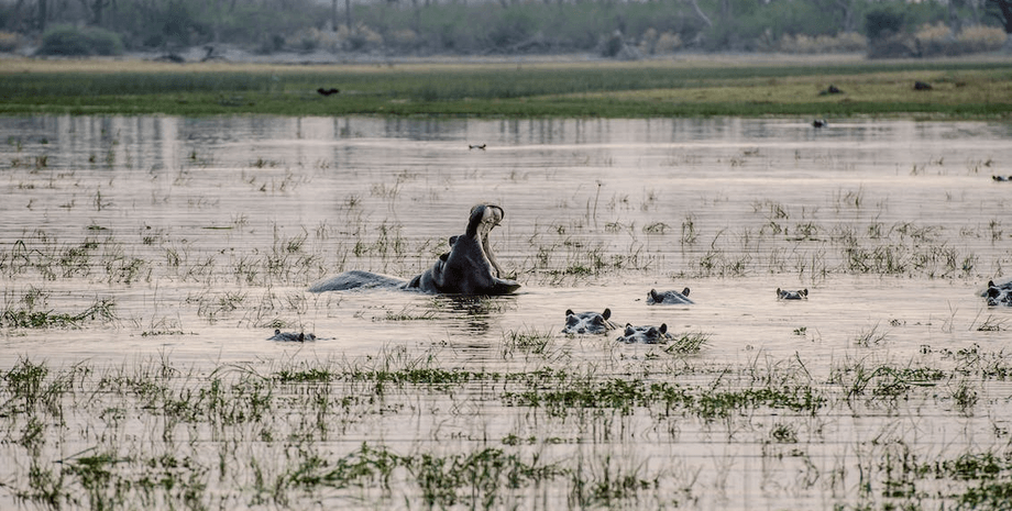 Бегемот раздавил человека, мужчину раздавил бегемот, в пасти зверя, рейнджер, егерь, потерял сына, огромный бегемот,