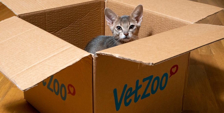 кот, коробка, замкнутое пространство, фото