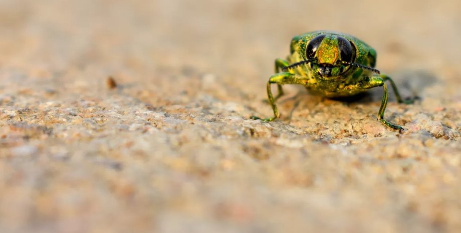 жук, изумрудный жук